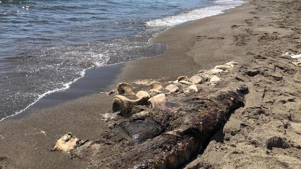 La carcassa del cetaceo è sempre sulla spiaggia In attesa di rimozione