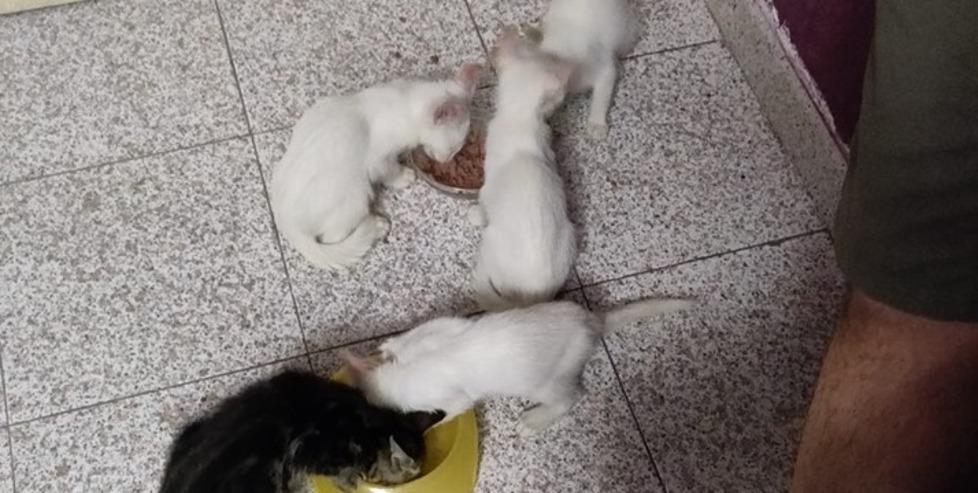 Abbandonati cinque gattini 