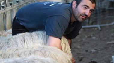 Mario Dessolis mentre munge le sue pecore nell’ovile di Bae Pili