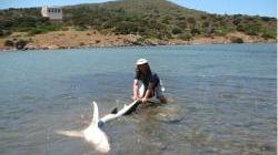 Salvato squalo spiaggiato all'Asinara