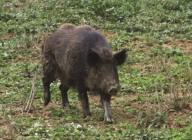 Il Comune: pulire i terreni incolti contro i cinghiali