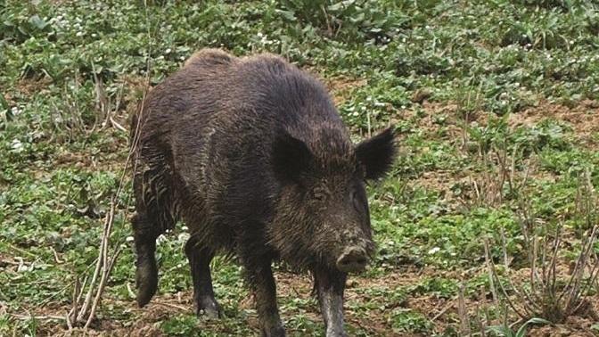 Il Comune: pulire i terreni incolti contro i cinghiali
