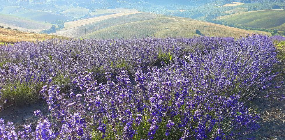 Immergersi nel benessere col profumo della lavanda 