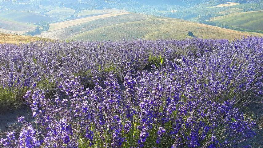 Immergersi nel benessere col profumo della lavanda