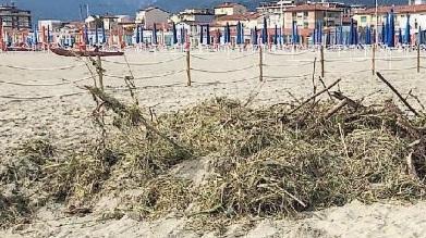I balneari di Lido «Il Consorzio rimuova il verde»