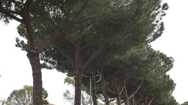 Legambiente plaude al piano salva alberi