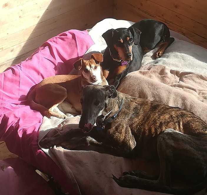 Domani la manifestazione per i cani avvelenati e uccisi 