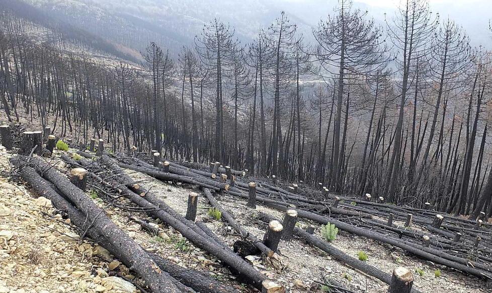 A Montemagno l’arte “cura” le ferite del bosco incendiato