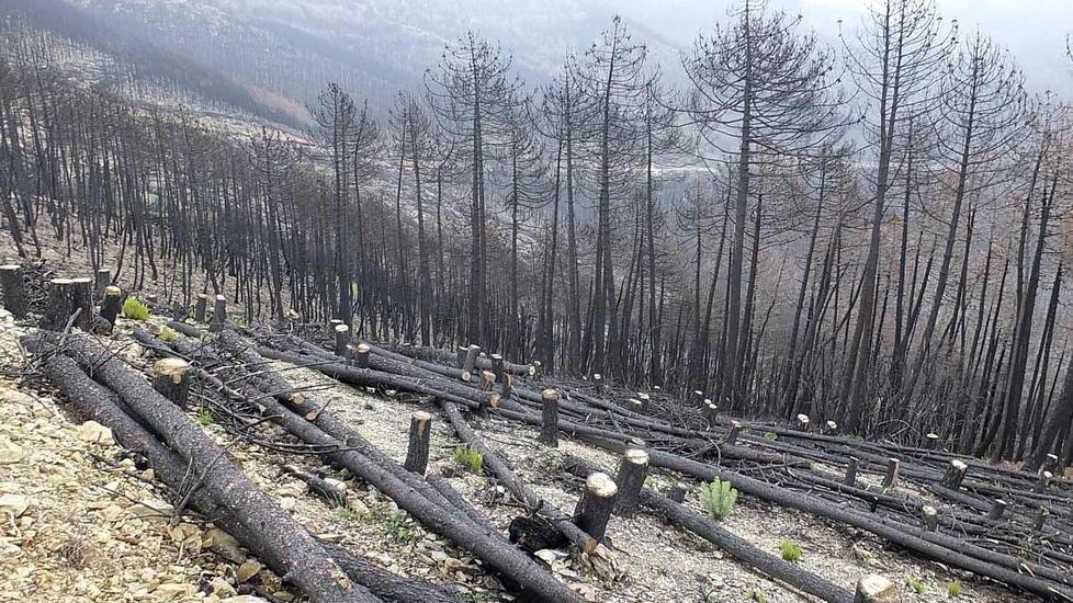 A Montemagno l’arte “cura” le ferite del bosco incendiato