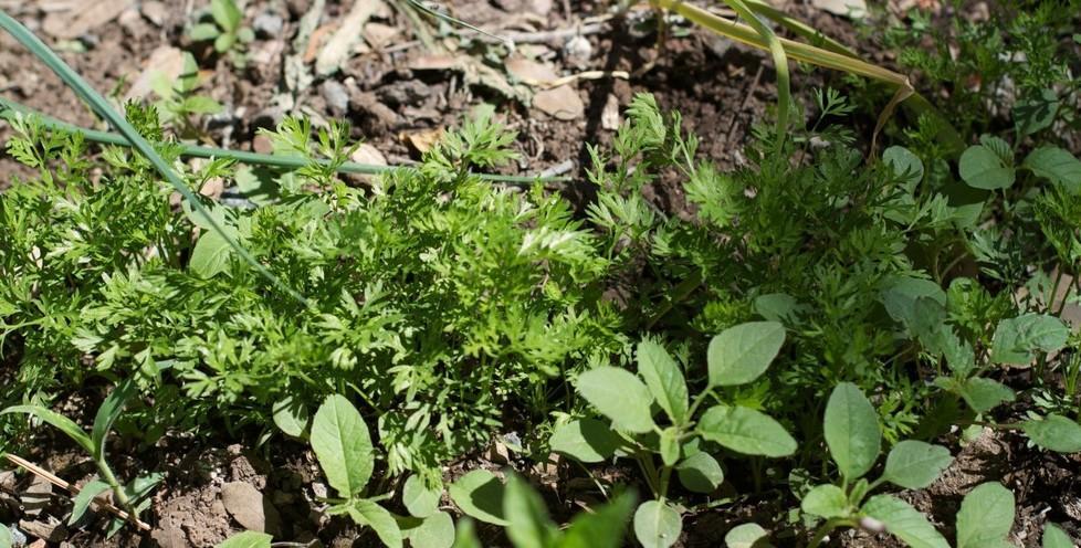 Alla ricerca delle erbe “magiche”