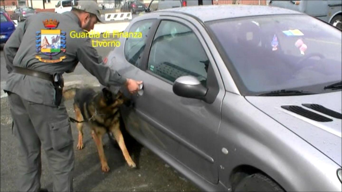 I cani in azione