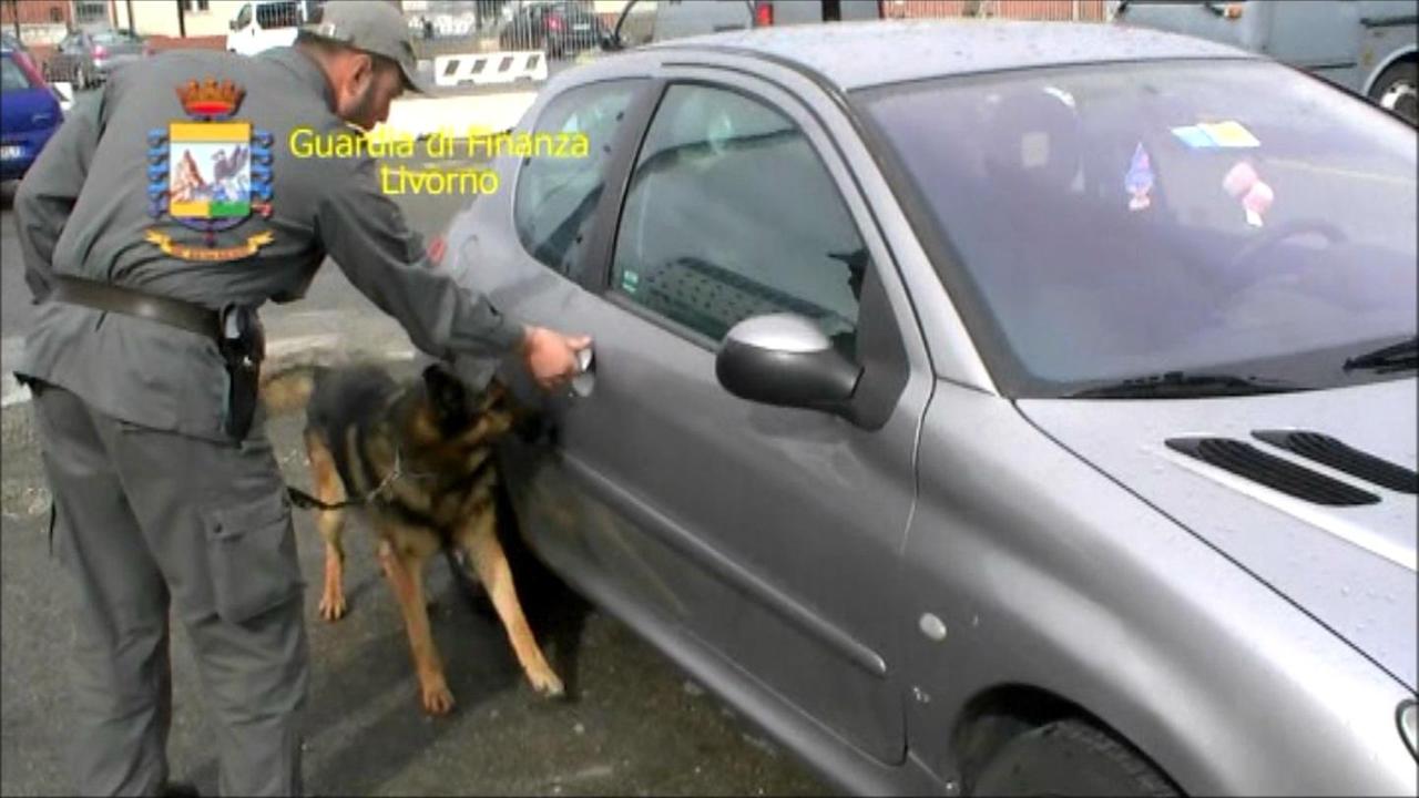 I cani in azione