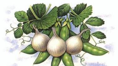 Le cipolle di Banari, profumate e deliziose