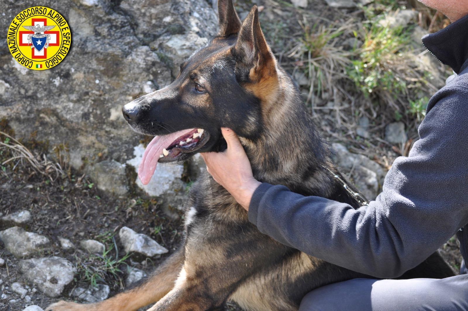 I cani da ricerca si allenano con i loro conduttori