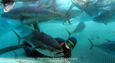 Un sub si aggira tra i tonni finiti nelle reti: alcuni moriranno nella mattanza, altri finiranno in allevamento, i pi&ugrave; piccoli verranno liberati 