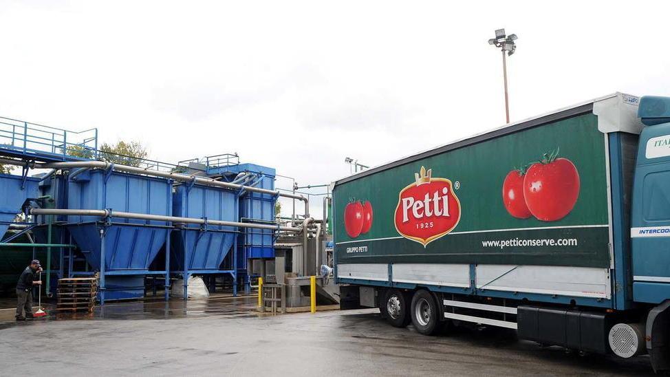 Raccolta dei pomodori Sarà una stagione con più assunzioni