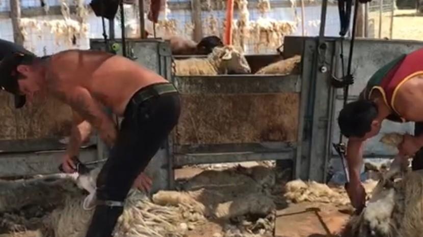Tempo di tosare le pecore I pastori riaccendono la lotta