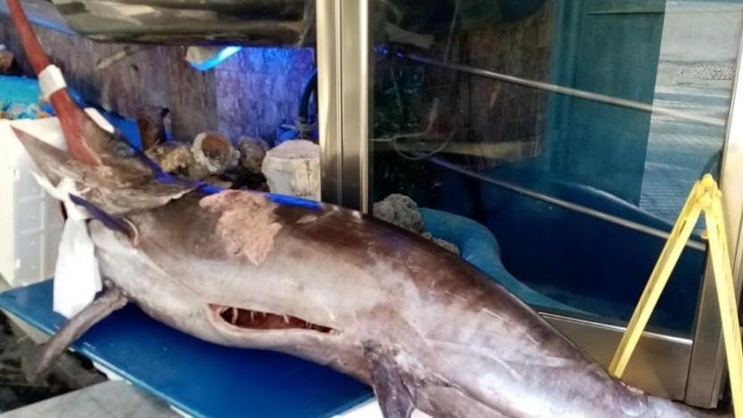 «Un pesce spada a Boccadarno!» Ma in pescheria