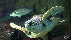 Alghero, polemica per il trasferimento della tartaruga