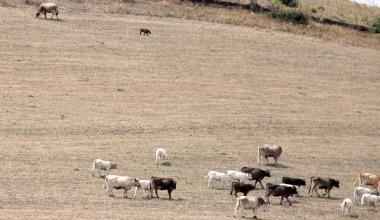 Cinghiale orfano allattato dalle mucche nelle campagne di Nulvi