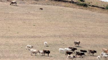 Cinghiale orfano allattato dalle mucche nelle campagne di Nulvi