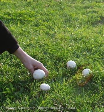 <b>Calangianus. </b>Il consiglio comunale ha approvato il regolamento per la raccolta dei funghi      