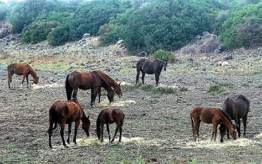 Cavalli al pascolo, a sinistra una gara a Chilivani