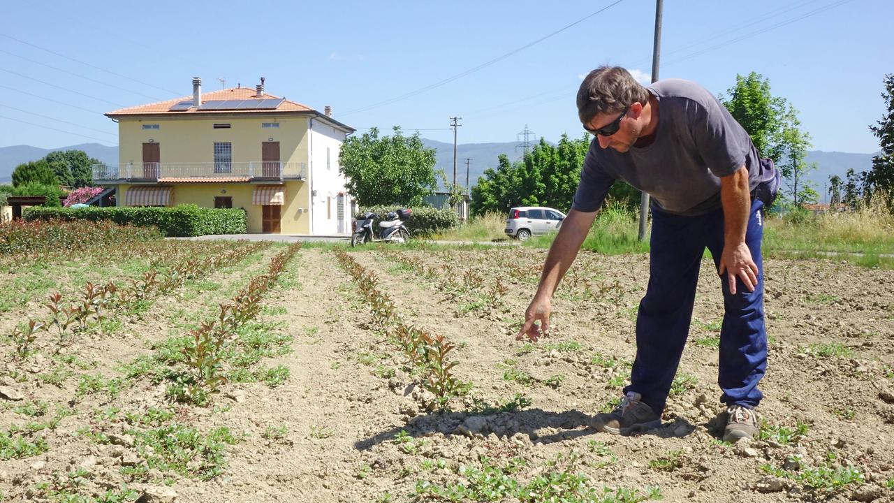 Furto nel vivaio Caramelli a Badia a Pacciana. Nella foto un operaio indica le piantine mancanti (foto Filippo Maria Gori)