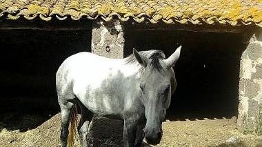 Uno dei cavalli colpiti dalla febbre del Nilo in provincia di Oristano   