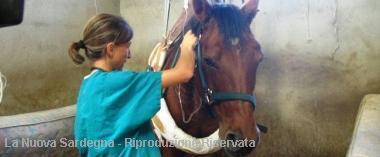 Confermati 2 casi di febbre del Nilo nell'isola