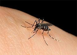 Febbre del Nilo, morto l'imprenditore di San Vero Milis