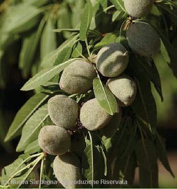 Dolci, snacks e industria cosmetica cresce nel mondo la domanda di mandorle In Sardegna le produzioni sono concentrate nelle province di Nuoro e di Cagliari Cresce anche la domanda di mandorle fresche 