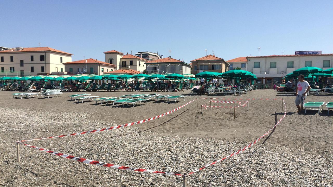 Tartaruga depone le uova nella spiaggia dei Bagni Aurora