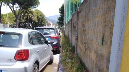 Radici e asfalto rotto: ecco dove i pini hanno messo a dura prova i marciapiedi