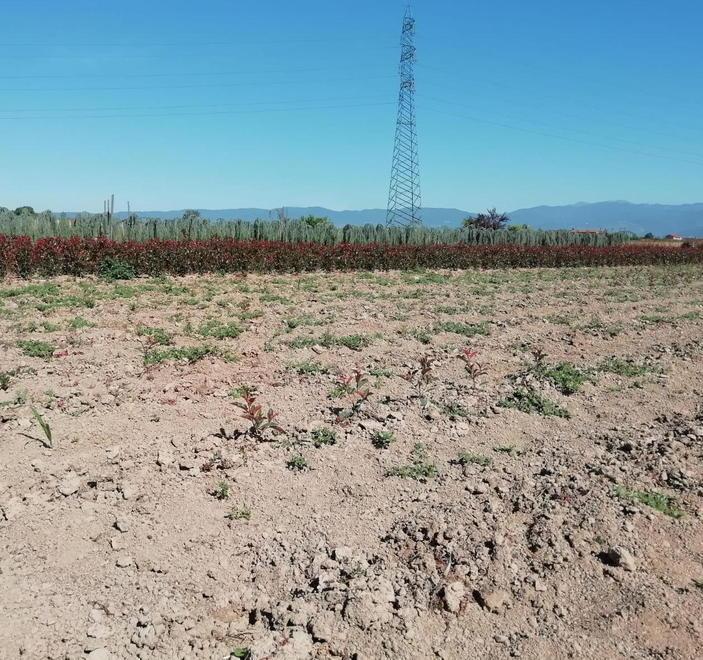 «Criminalità in agricoltura fenomeno vasto e in crescita»