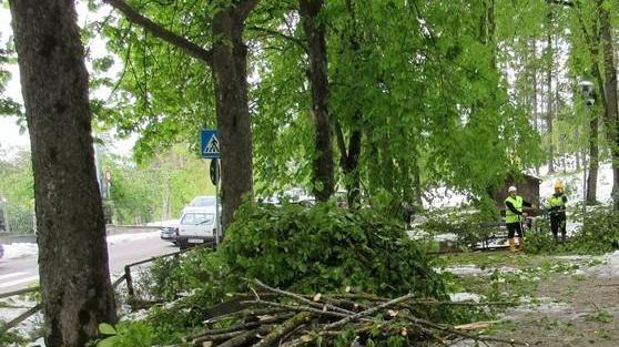 Parco Ducale, 500 alberi da mettere in sicurezza