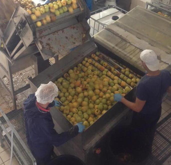 Succo bio fatto con mele marce, l'indagine partita dall'uso di una sostanza nociva 