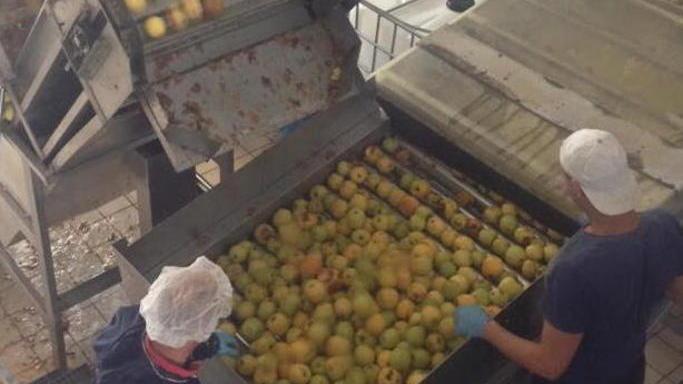 Succo bio fatto con mele marce, l'indagine partita dall'uso di una sostanza nociva
