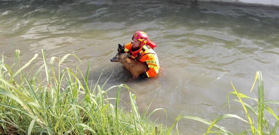 Bondeno, i vigili del fuoco salvano un capriolo