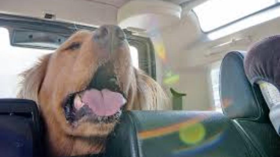 Un cane lasciato in macchina (foto d'archivio)