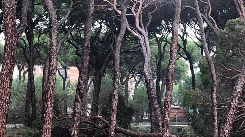 Agronomi e forestali insieme per salvare le pinete dalla morte