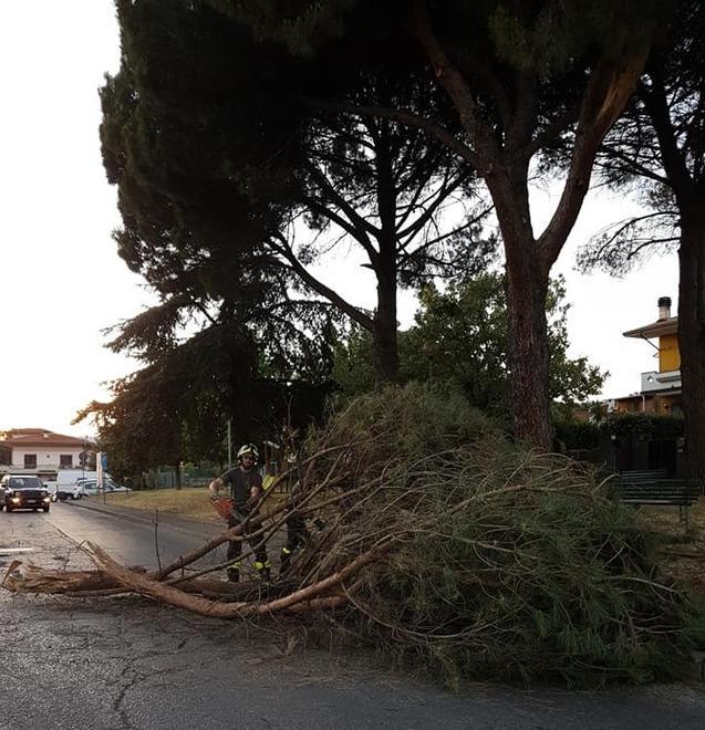 Crollano rami di pino nel giardino Nessun ferito