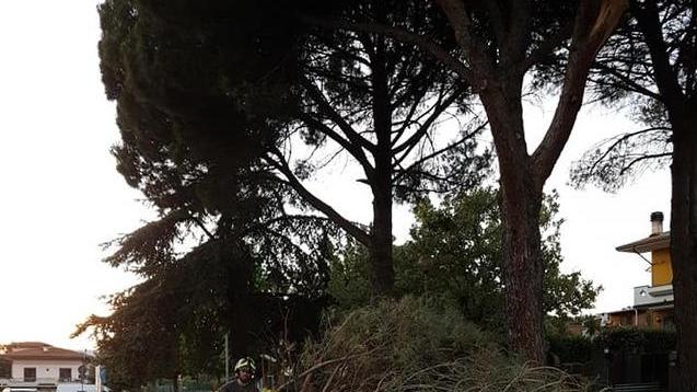 Crollano rami di pino nel giardino Nessun ferito