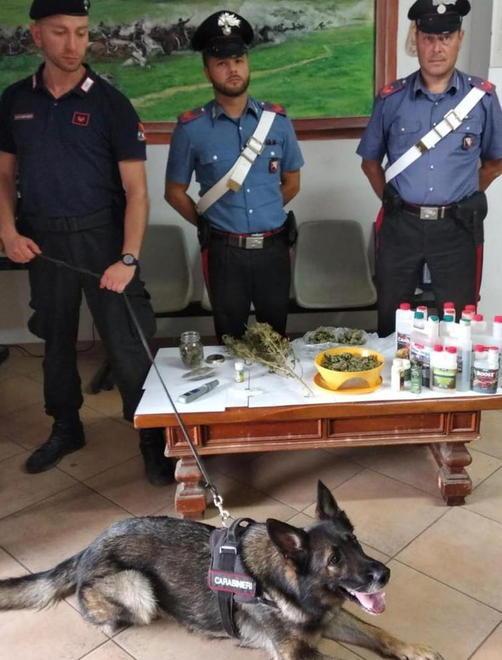 Trovato con l’erba e con i fertilizzanti Finisce in carcere