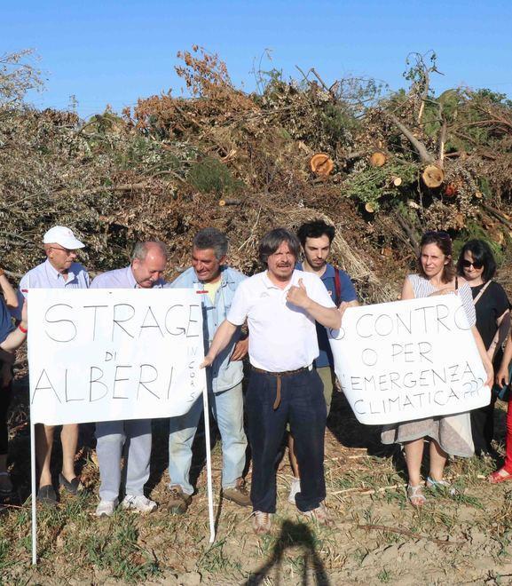 M5s contro l’Anas «Strage di alberi sulla Statale 16»