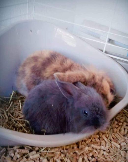 Ruba i coniglietti nani da un giardino Individuato il ladro 