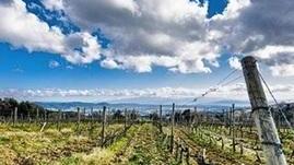Non chiamatelo agriturismo perché sarà un wine relais