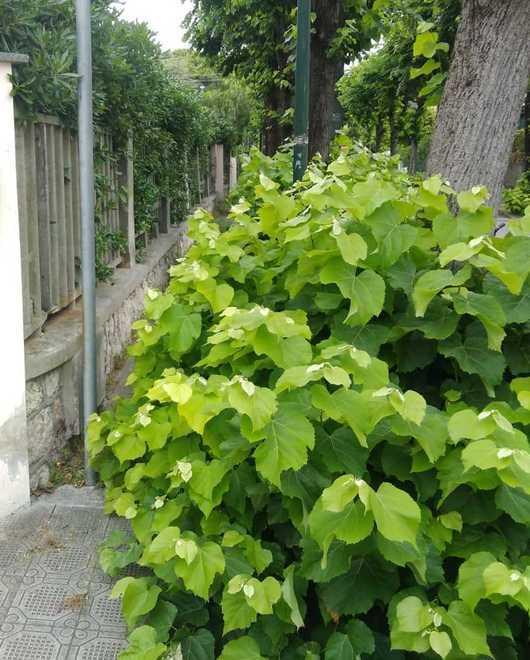 Degrado ed erba alta nelle strade di Camaiore