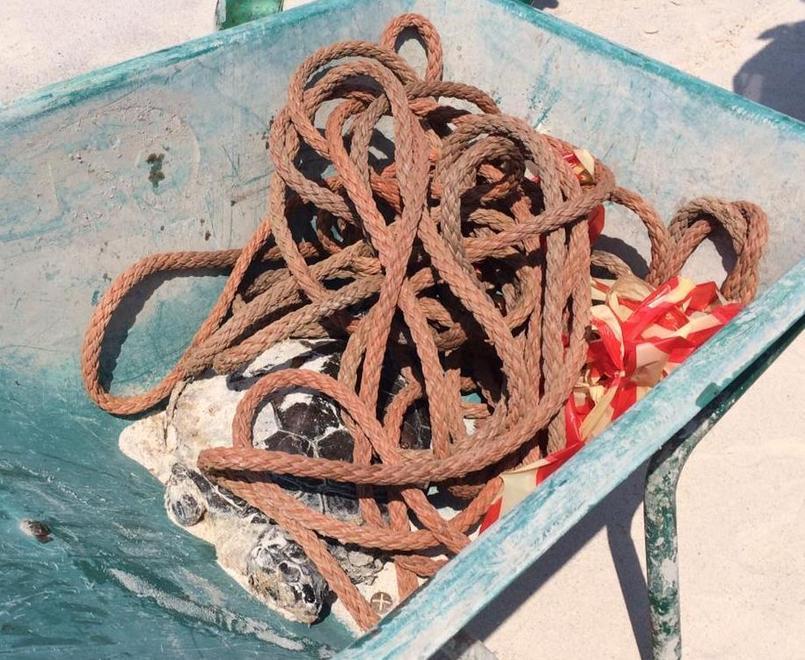 Tartaruga trovata morta in mare