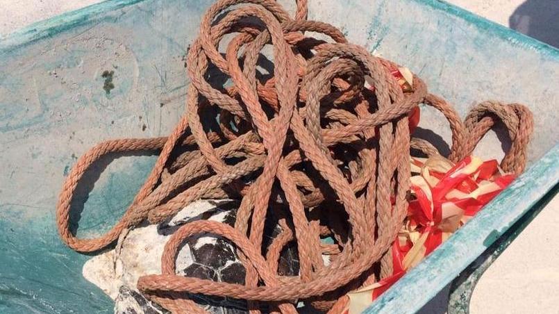 Tartaruga trovata morta in mare